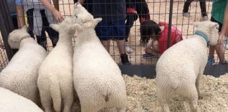 San Diego boy 2-year-old dies from E. coli after visiting animals San Diego boy 2-year-old dies from E. coli after visiting animals