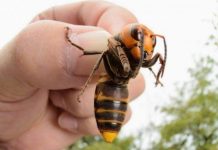 Asian giant hornets that feed on bees spotted on Island Asian giant hornets that feed on bees spotted on Island