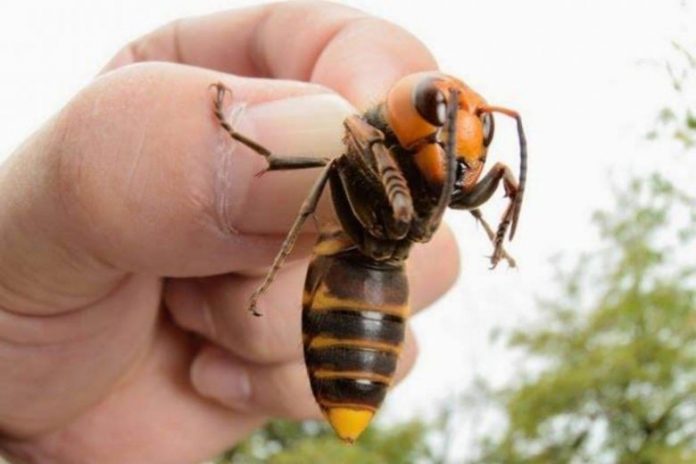 Asian giant hornets that feed on bees spotted on Island