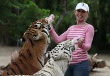 Patty Perry, Wildlife activist injured by two tigers Patty Perry, Wildlife activist injured by two tigers