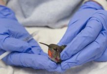 BC hummingbirds suffer in frigid weather, Report BC hummingbirds suffer in frigid weather, Report