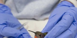 BC hummingbirds suffer in frigid weather, Report BC hummingbirds suffer in frigid weather, Report