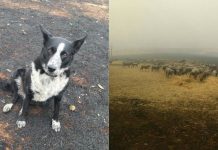 Dog saves flock of sheep As Australian Bushfires Creep Closer Dog saves flock of sheep As Australian Bushfires Creep Closer