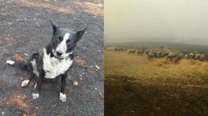 Dog saves flock of sheep As Australian Bushfires Creep Closer