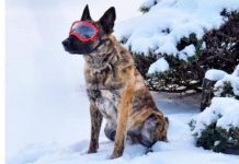 Lebanon Police K-9 receives safety goggles donation Lebanon Police K-9 receives safety goggles donation