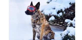 Lebanon Police K-9 receives safety goggles donation Lebanon Police K-9 receives safety goggles donation