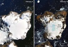 Antarctica’s Eagle Island undergoes large-scale snow melt, Report Antarctica's Eagle Island undergoes large-scale snow melt, Report