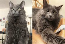 Cross-eyed rescue cat Belarus earns thousands of dollars, Report Cross-eyed rescue cat Belarus earns thousands of dollars, Report