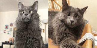 Cross-eyed rescue cat Belarus earns thousands of dollars, Report Cross-eyed rescue cat Belarus earns thousands of dollars, Report