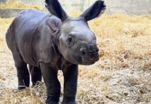 Denver Zoo announces birth of adorable baby rhino, it’s a girl! Denver Zoo announces birth of adorable baby rhino, it's a girl!