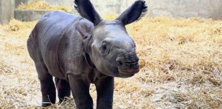 Denver Zoo announces birth of adorable baby rhino, it’s a girl! Denver Zoo announces birth of adorable baby rhino, it's a girl!