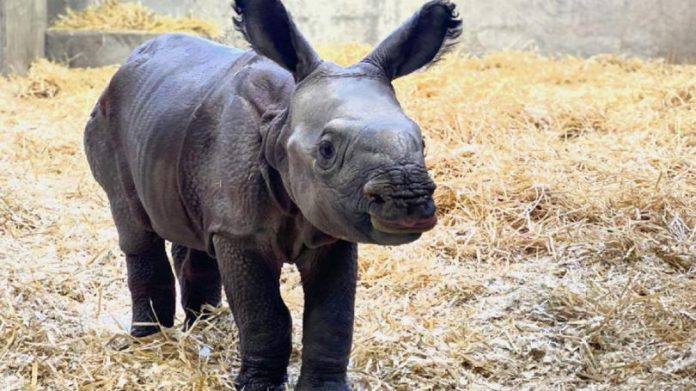 Denver Zoo announces birth of adorable baby rhino, it's a girl!