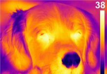 New sense discovered in dog noses: the ability to detect heat (Study) New sense discovered in dog noses: the ability to detect heat (Study)