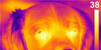 New sense discovered in dog noses: the ability to detect heat (Study) New sense discovered in dog noses: the ability to detect heat (Study)