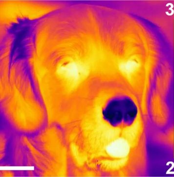 New sense discovered in dog noses: the ability to detect heat (Study) New sense discovered in dog noses: the ability to detect heat (Study)