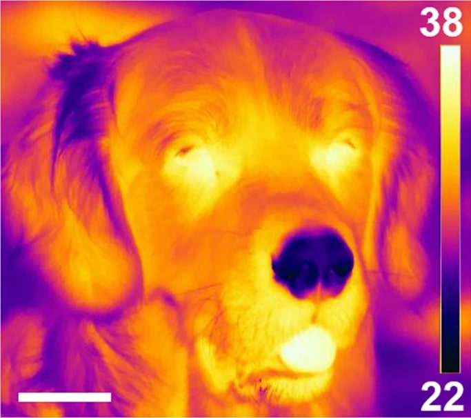 New sense discovered in dog noses: the ability to detect heat (Study)