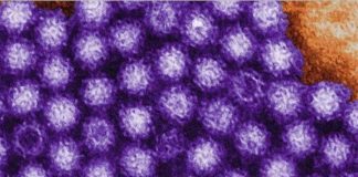 Norovirus outbreak at Louisiana casino (Reports) Norovirus outbreak at Louisiana casino (Reports)