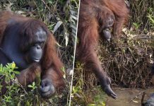Orangutan in Borneo offers its hand to ‘rescue’ a man (Picture) Orangutan in Borneo offers its hand to 'rescue' a man (Picture)