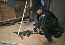 Alligator living in Ohio man’s basement (Picture) Alligator living in Ohio man's basement (Picture)
