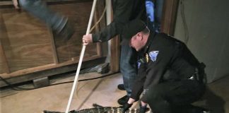 Alligator living in Ohio man’s basement (Picture) Alligator living in Ohio man's basement (Picture)