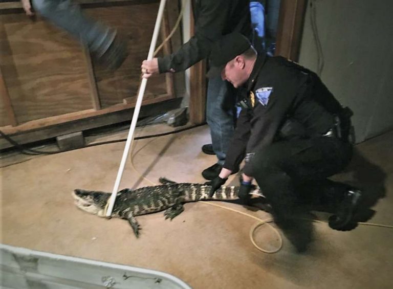 Alligator living in Ohio man's basement (Picture) - Web Top News