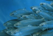 Alphabet’s X announces Tidal to ‘protect the ocean, Report Alphabet's X announces Tidal to 'protect the ocean, Report