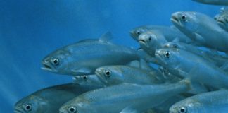 Alphabet’s X announces Tidal to ‘protect the ocean, Report Alphabet's X announces Tidal to 'protect the ocean, Report