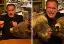 Arnold Schwarzenegger has his miniature horse and pet donkey Arnold Schwarzenegger has his miniature horse and pet donkey