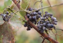 Climate change: No German ice wine for You Climate change: No German ice wine for You