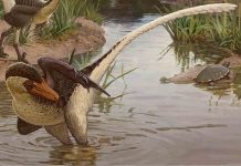 Dineobellator Found in New Mexico, a new fierce species of dinosaur Dineobellator Found in New Mexico, a new fierce species of dinosaur