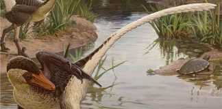 Dineobellator Found in New Mexico, a new fierce species of dinosaur Dineobellator Found in New Mexico, a new fierce species of dinosaur