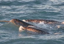 Female narwhals attracted to males with biggest horns, says new research Female narwhals attracted to males with biggest horns, says new research