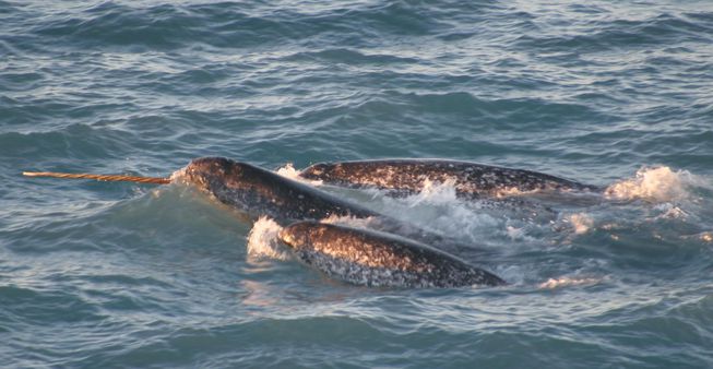 Female narwhals attracted to males with biggest horns, says new research