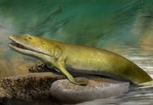Fish finger fossil reveals evolutionary origin of the human hand Fish finger fossil reveals evolutionary origin of the human hand