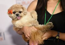 Marnie the dog dies at 18, according to her owner Marnie the dog dies at 18, according to her owner