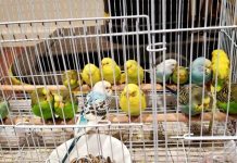 Pine-Strawberry Fire: Chinchillas are anxious to go home Pine-Strawberry Fire: Chinchillas are anxious to go home