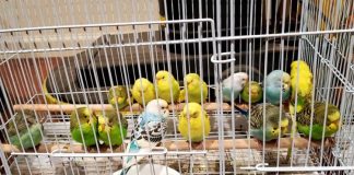 Pine-Strawberry Fire: Chinchillas are anxious to go home
