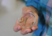 Plastic eating caterpillar could save the planet, says new research Plastic-eating caterpillar could save the planet, says new research