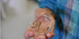 Plastic eating caterpillar could save the planet, says new research Plastic-eating caterpillar could save the planet, says new research
