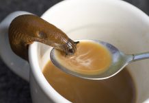 Snails Could Be the Key to Saving Coffee Crops, says new research Snails Could Be the Key to Saving Coffee Crops, says new research