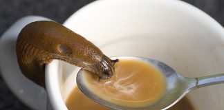 Snails Could Be the Key to Saving Coffee Crops, says new research Snails Could Be the Key to Saving Coffee Crops, says new research