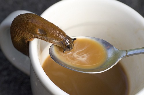 Snails Could Be the Key to Saving Coffee Crops, says new research