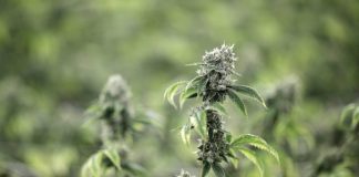 South Dakota tribe set to vote on legalizing marijuana, Report South Dakota tribe set to vote on legalizing marijuana, Report