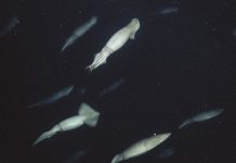 Squids talk to each other visually using bioluminescence Squids talk to each other visually using bioluminescence