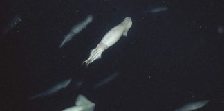 Squids talk to each other visually using bioluminescence Squids talk to each other visually using bioluminescence