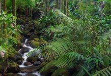 Tropical forests absorb less CO2, says new research Tropical forests absorb less CO2, says new research