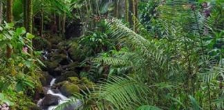 Tropical forests absorb less CO2, says new research Tropical forests absorb less CO2, says new research