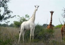 White giraffes killed by poachers in Kenya, Report White giraffes killed by poachers in Kenya, Report