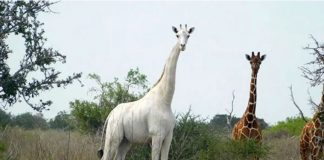 White giraffes killed by poachers in Kenya, Report