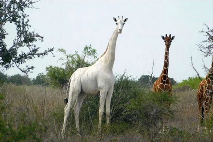 White giraffes killed by poachers in Kenya, Report